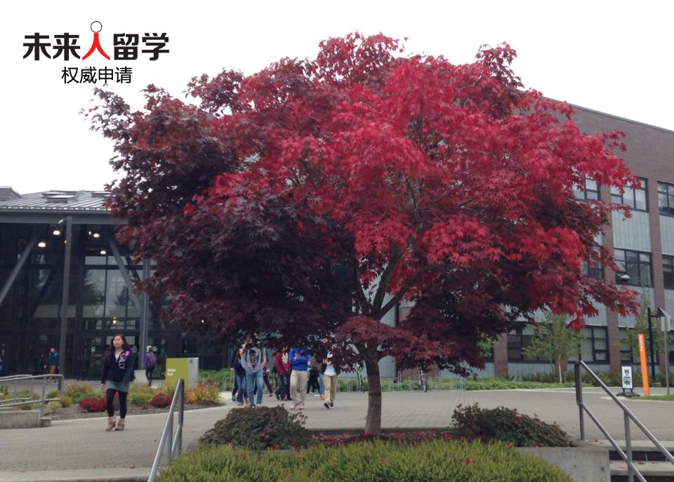 未来人留学权威申请 绿河社区大学（Green River College）华盛顿州著名社区大学直通美国顶级大学